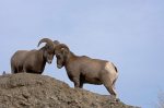 Rocky Mountain Bighorn Sheep