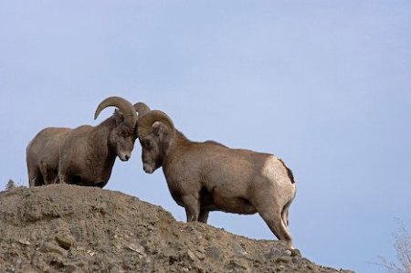 Rocky Mountain Bighorn Sheep