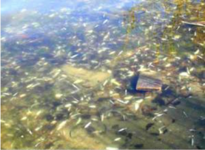 1985 fish kill in Lake Erie via Environment Colorado