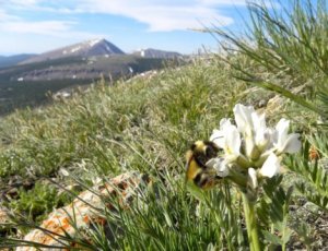 A bumble bee does its thing with a flower on Pennsylvania Mountain. Photo/Christine Carlson 