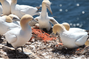 Northern gannet (Morus bassanus) are using old fishing nets as nesting material in their nesting colony at the island Helgoland (North Sea / Germany), Credit: Image courtesy of Alfred Wegener Institute, Helmholtz Centre for Polar and Marine Research