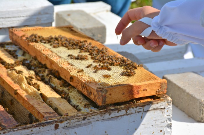 Honeybees are important pollinators, an ecosystem service that is not always adequately accounted for in traditional markets. Image credit: Marisa Lubeck, USGS.