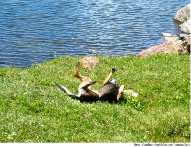 Enjoying a recreational experience on grass.