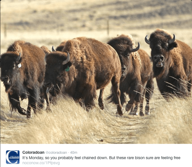 yellowstonebisongeneticallypuresoapstoneprairie11012015coloradoantwitter