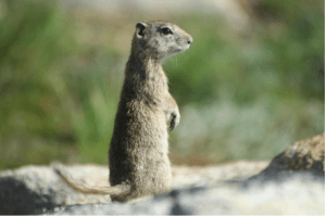 Ground Squirrel photo credit Toni Lyn Morreli (Northeast Climate Science Center)