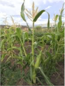Maiz de concho growing at The Acequia Institute seed library patch, El Rito, CO. Photo by Devon G. Peña