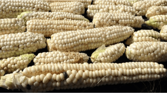 Maíz de concho from Almunyah Dos Acequias.Viejo San Acacio, CO Photo by Devon G. Peña