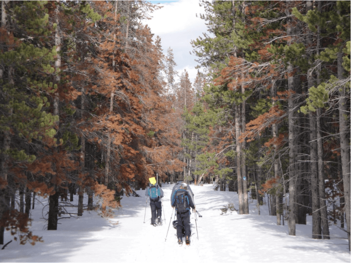 researchersskipastdeadtrees