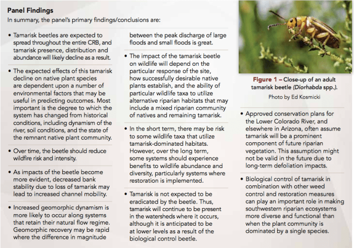 panelfindingtamariskbeetlecmurepor012016