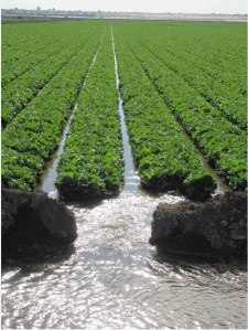 A field of produce destined for grocery stores is irrigated near Yuma, Ariz., a few days before Christmas 2015. Photo/Allen Best - See more at: http://mountaintownnews.net/2016/02/09/drying-out-of-the-american-southwest/#sthash.7xXVYcLv.dpuf