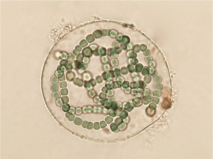 Photo via http://pondlife.com