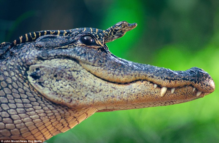 Riding high: A baby alligator rests on its mother's head to keep away from the water and attract some sun.The magical image was taken by was taken in St. Augustine Alligator Farm, Florida, in by John Moran via @MailOnline.
