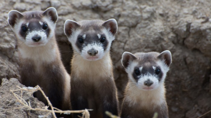 Black-footed ferrets (Mustela nigripes). Photo © Kimberly Fraser/USFWS