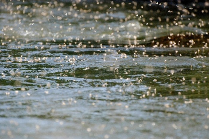 Caddis fly hatch photo via http://ValiValleyAnglers.com