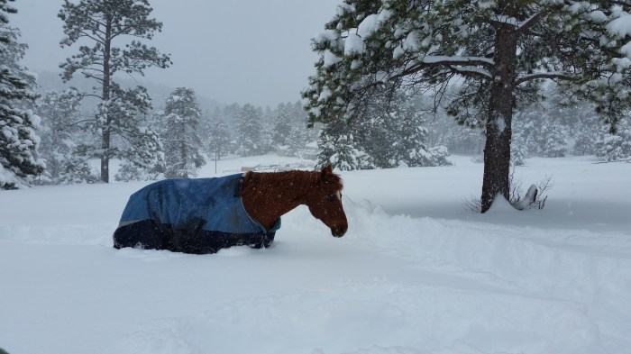 Sophie in the snow near Evergreen, April 17, 2016, via Laura Wing.