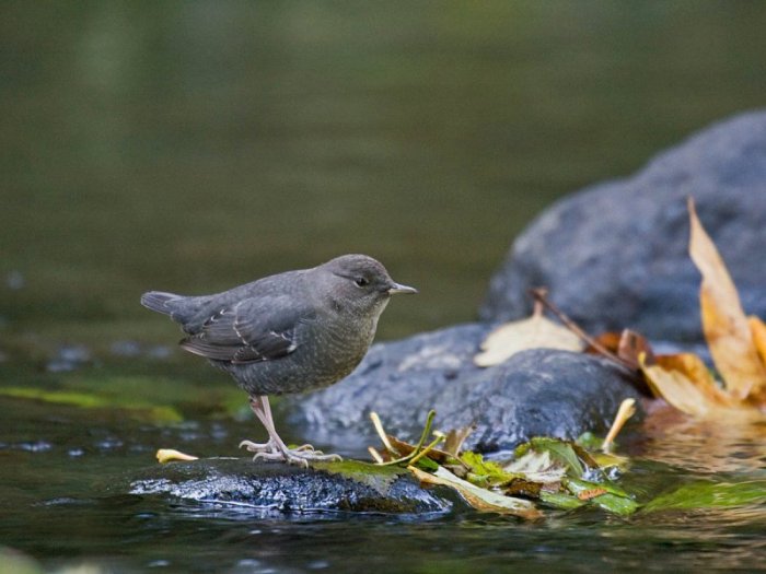 The habitat of the American Dipper (Cinclus americana) is usually clear, rushing, boulder-strewn, mountain streams, within tall conifer forests. Photo via http://birdingisfun.com