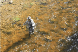 An angler in the Roaring Fork River in Aspen in June 2014. Photo/Allen Best