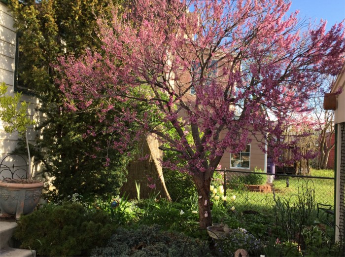 Mrs. Gulch's Moon Garden May 8, 2016