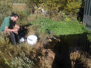 USGS scientist collects noble gas sample from spring site near Roaring Judy, Colorado. Photo credit: Bert Stolp, USGS. Public domain