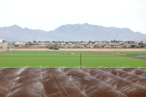 Spray irrigation on a field in the Imperial Valley in southern California. This type of irrigation is a lot better than the extremely water inefficient type of flood irrigation that is popular in this region. Still, in the high temperatures of this desert region a lot of the water evaporates, leaving the salts, that are dissolved in the colorado River water that is used, on the soil.