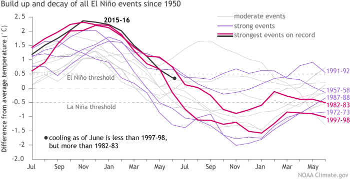 Temperatures in the Niño3.4 region of the tropical Pacific compared to the 1981-2010 average for 2015-16 (black line) and for other moderate-to-strong El Niño years since 1950. The two strongest previous events (1982-83 and 1997-98) are shown in magenta, four more strong events in purple, and the moderate events in light gray. The graph starts in July of the first year of El Niño and ends two years later in June. Climate.gov graph, based on ERSSTv4 data.