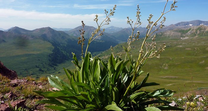 MOUNTAIN CLIMBER  Male valerian plants like this one have moved up in elevation in response to hotter, drier climate conditions. As a result, male-female plant ratios have changed since the late 1970s, researchers have found. This plant is growing in the research team’s highest study site, at 3,790 meters. Via Science News.