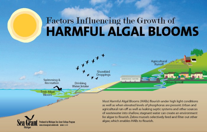 HarmfulAlgalBloomillustrationseagrantmichigan