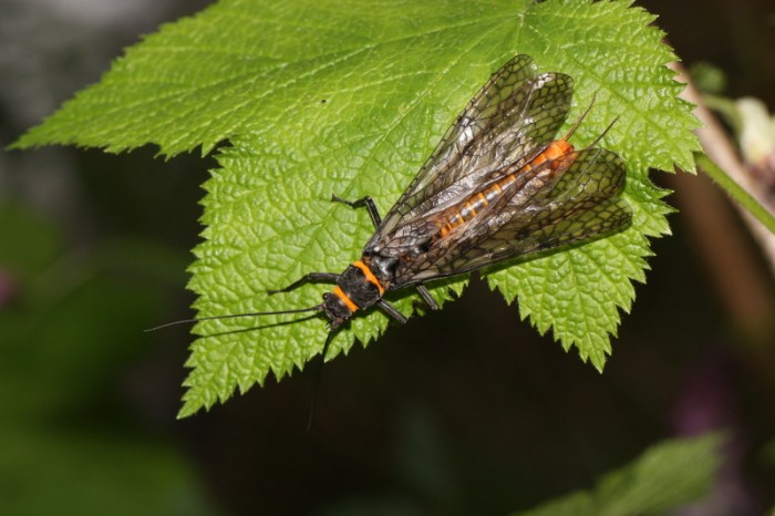 Giant salmonfly (Pteronarcys californica) By Walter Siegmund (talk) - Own work, CC BY-SA 3.0, https://commons.wikimedia.org/w/index.php?curid=10470719