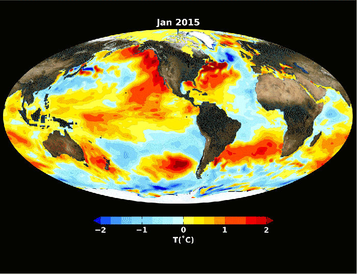 Sea surface temperature patterns of the 2015 El Niño in the Pacific Ocean unfolded differently than those seen in the 1997-1998 El Niño. Credits: NASA