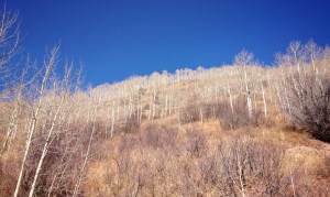 A view from where a dam would stand to form the potential Maroon Creek Reservoir. Photo via Brent Gardner-Smith @AspenJournalism.