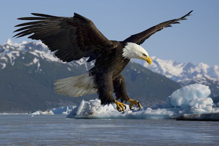 Adult bald eagle on the Alsek River. Photo credit Wikimedia Commons.