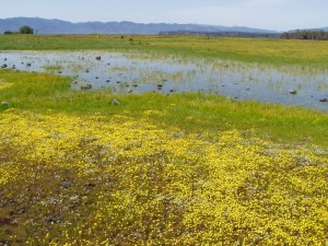 Vernal pools form in winter and spring and support many types of animals and plants. Photo credit BLM.