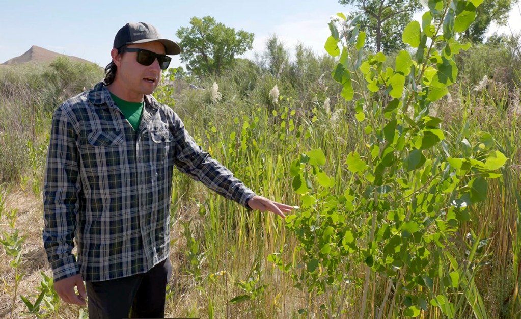 A person wearing sunglasses and a plaid shirt gestures towards a green plant in a field of tall grass and shrubs, with trees and hills visible in the background.