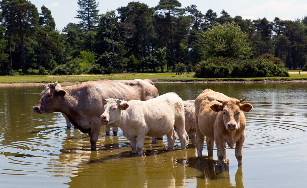 A group of cows standing in shallow water near the shore of a pond, surrounded by greenery and trees.