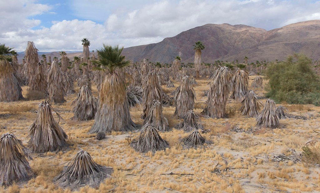 A landscape featuring a grove of dry palm trees with their fronds hanging down, surrounded by brown grass and mountains in the background under a cloudy sky.