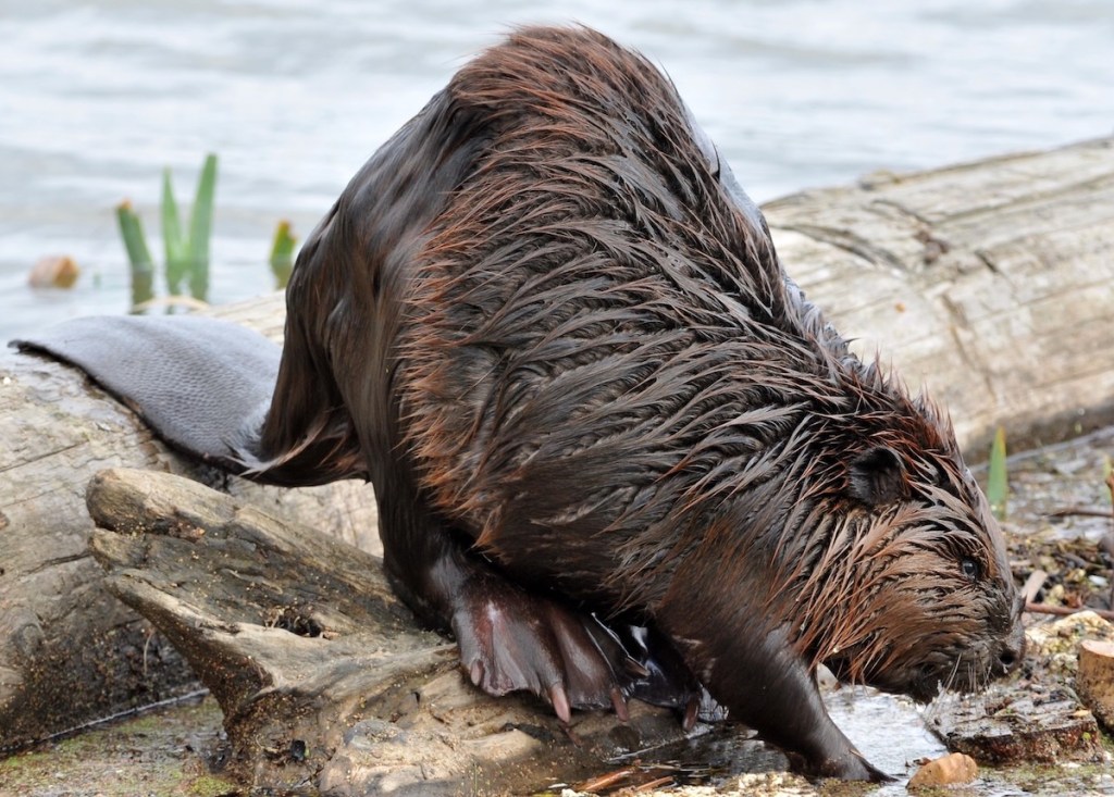 A close-up image of a beaver on a log near water, showcasing its wet fur and distinct features.