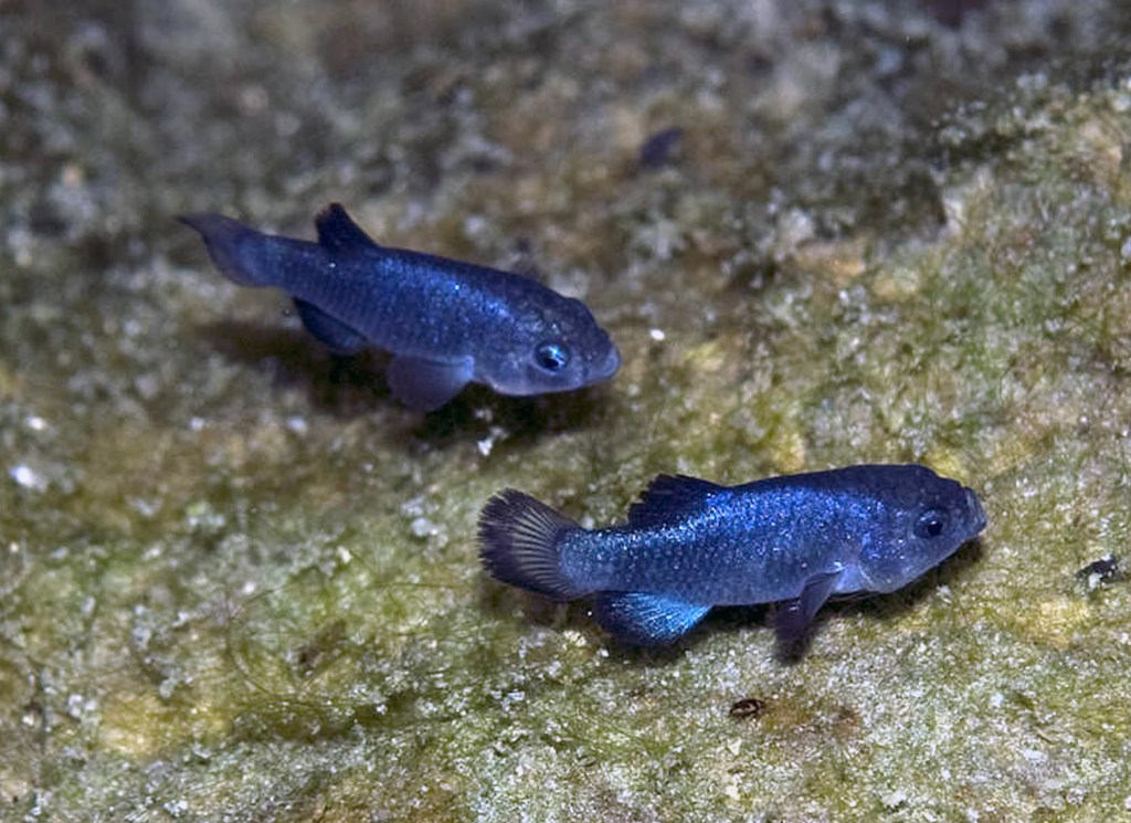 Two small blue fish swimming on a rocky substrate underwater.