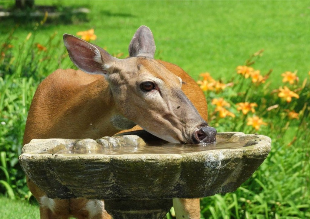 young deer drinking from birdbath