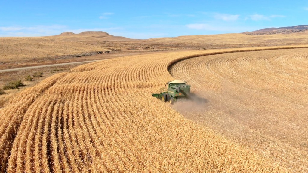 A combine harvester working in a golden field of grain, with rolling hills and a clear blue sky in the background.