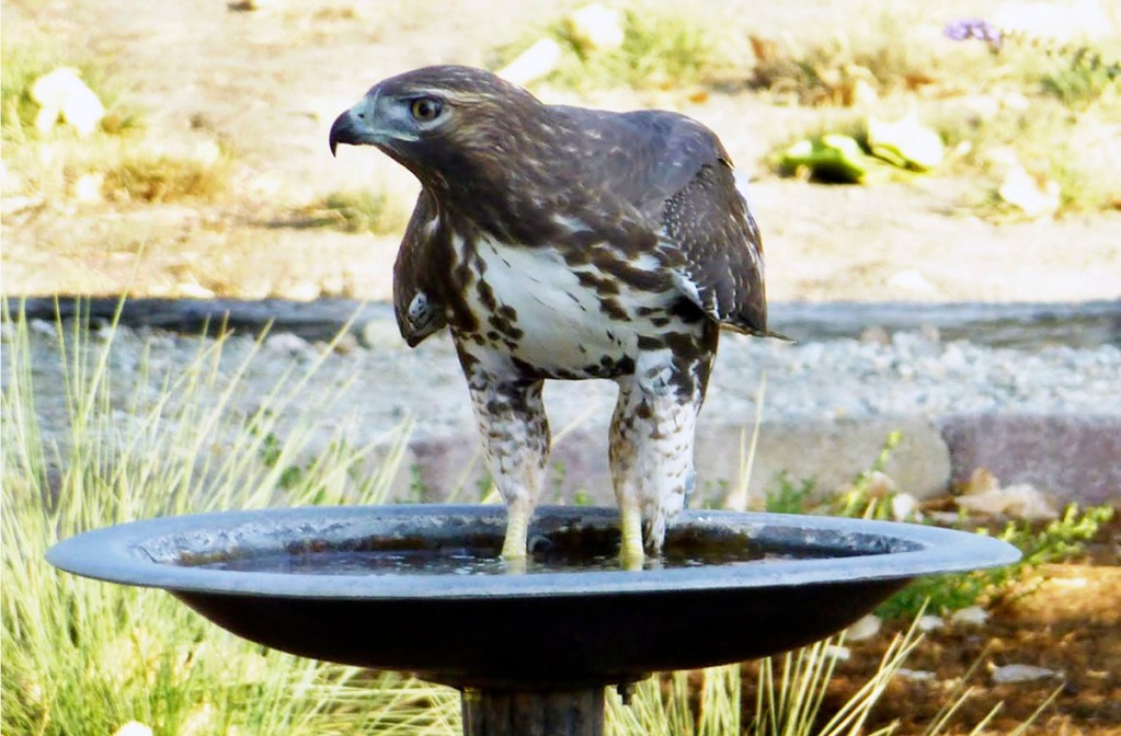 A hawk standing in a bird bath, surrounded by grass and garden elements.