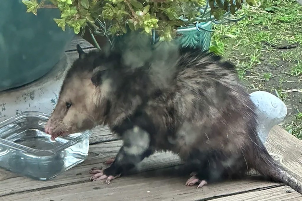 A close-up of an opossum drinking water from a small glass dish, surrounded by a garden setting with plants.