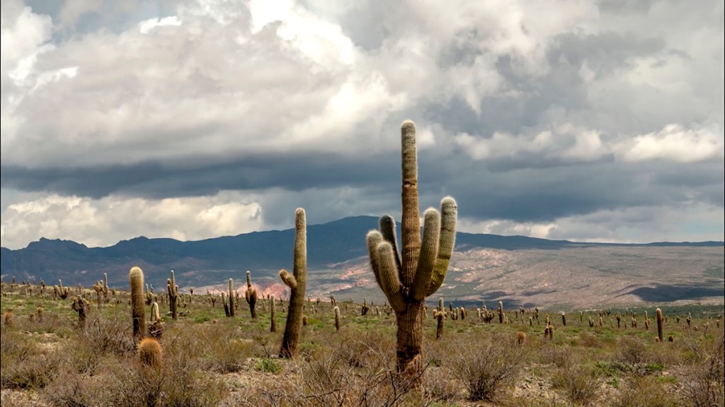 A desert landscape featuring tall cacti under a cloudy sky, with mountains in the background.