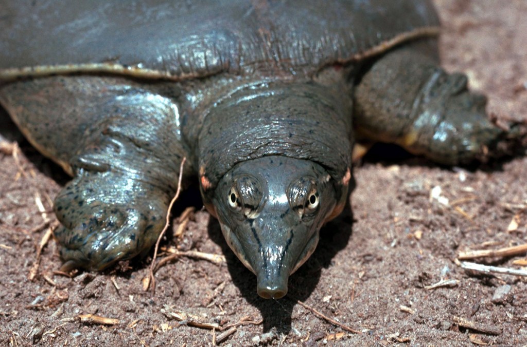 Close-up of a black softshell turtle resting on sandy ground.