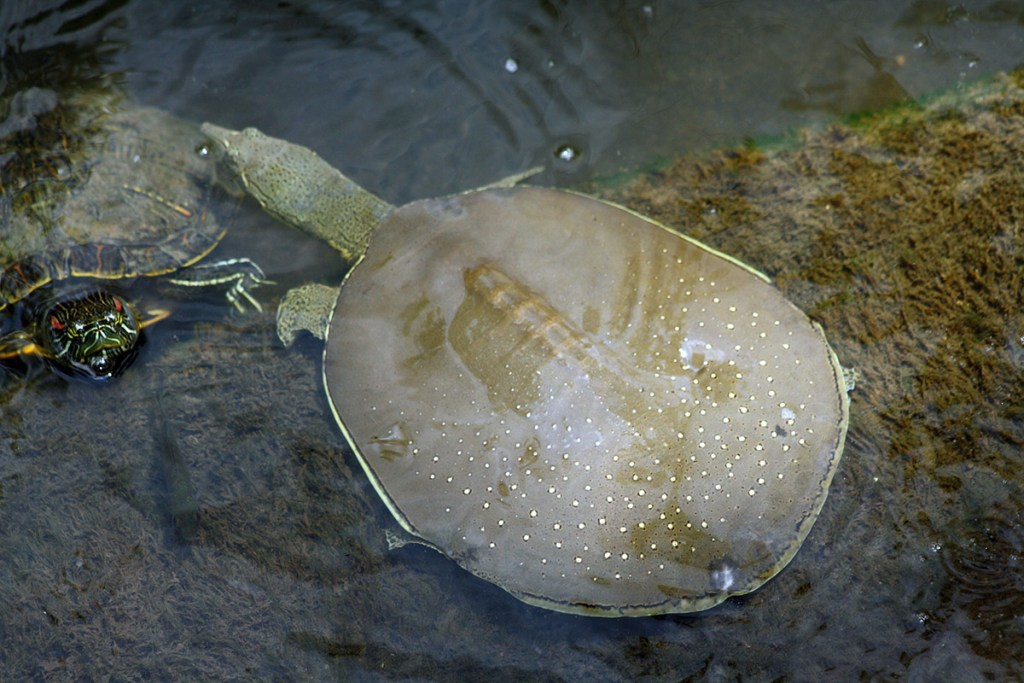 A close-up of a softshell turtle swimming in clear water, with a smaller turtle in the background.