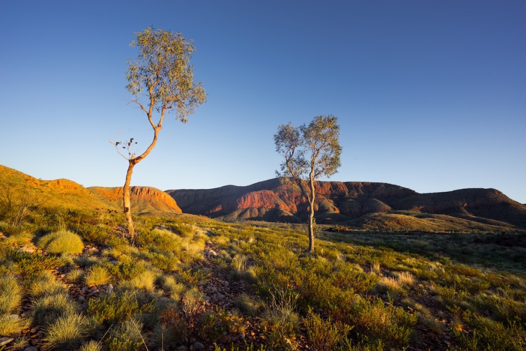 A desert landscape at sunset featuring two trees and colorful rock formations in the background.