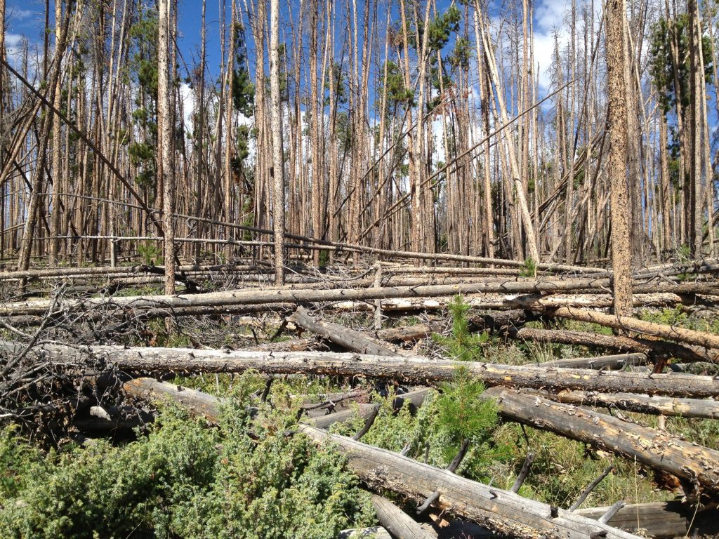Fallen trees lay crisscrossing each other on the ground in a dense forest of mostly standing dead trees
